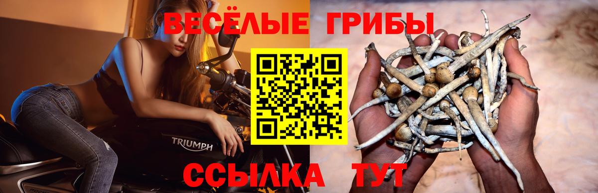Псилоцибиновые грибы GOLDEN TEACHER  Галлюциногенные грибы Psilocybine cubensis  Вход с VPN  где продают наркотики  Азнакаево 